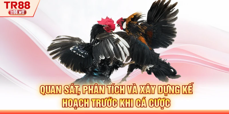 Quan sát, phân tích và xây dựng kế hoạch trước khi cá cược